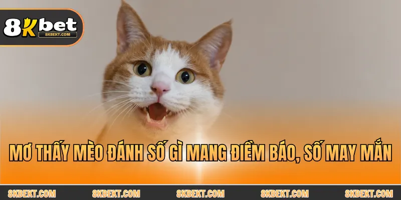 Mơ thấy mèo đánh số gì mang điềm báo, số may mắn
